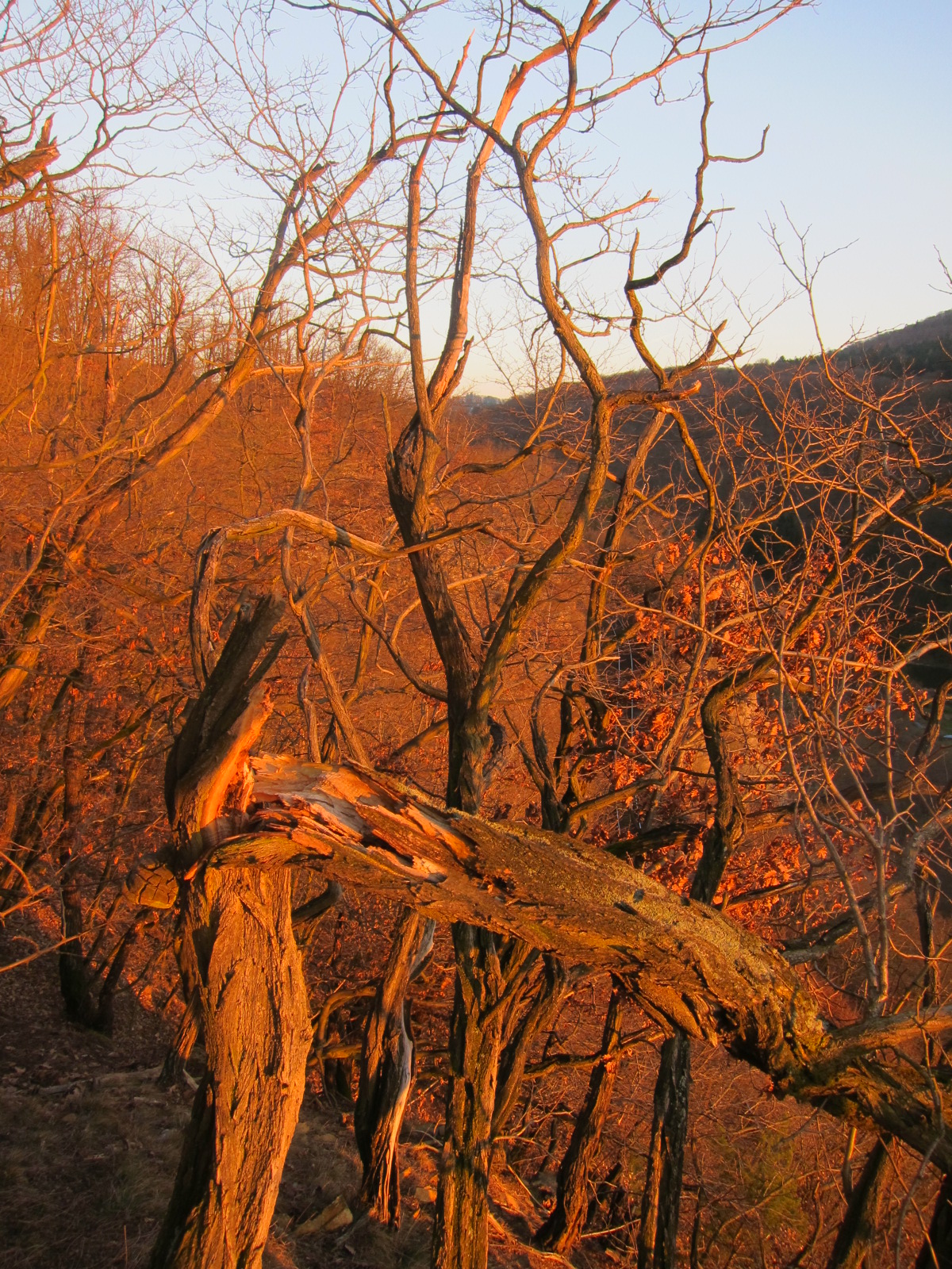 Třeštibok